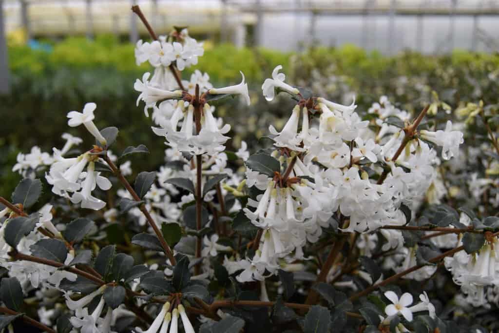 Osmanthus delavayi 20-30 cm